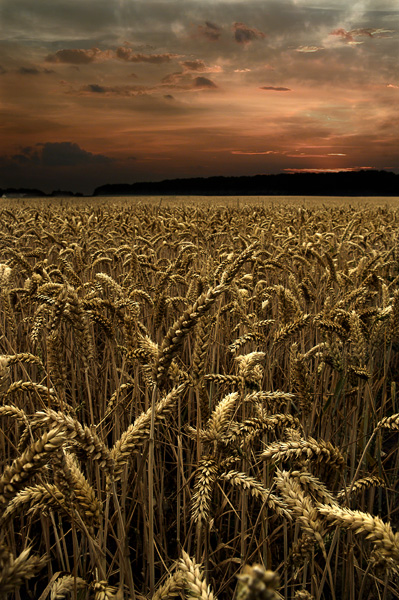 the Wheatfield