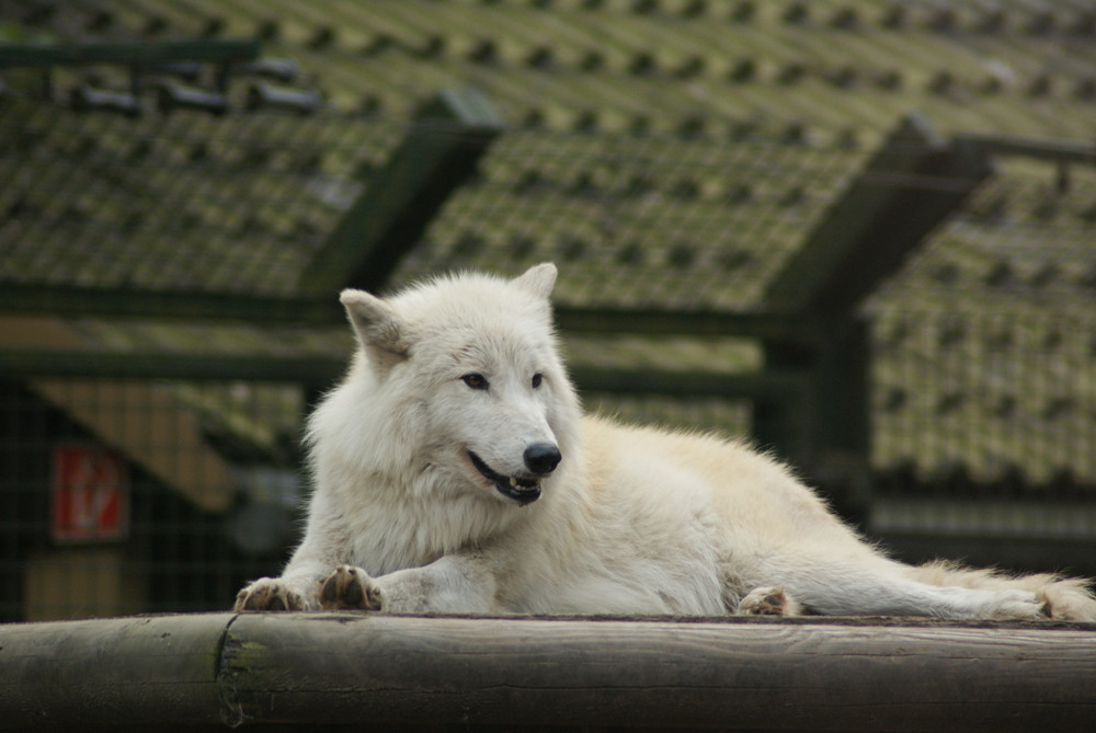 The white beauty