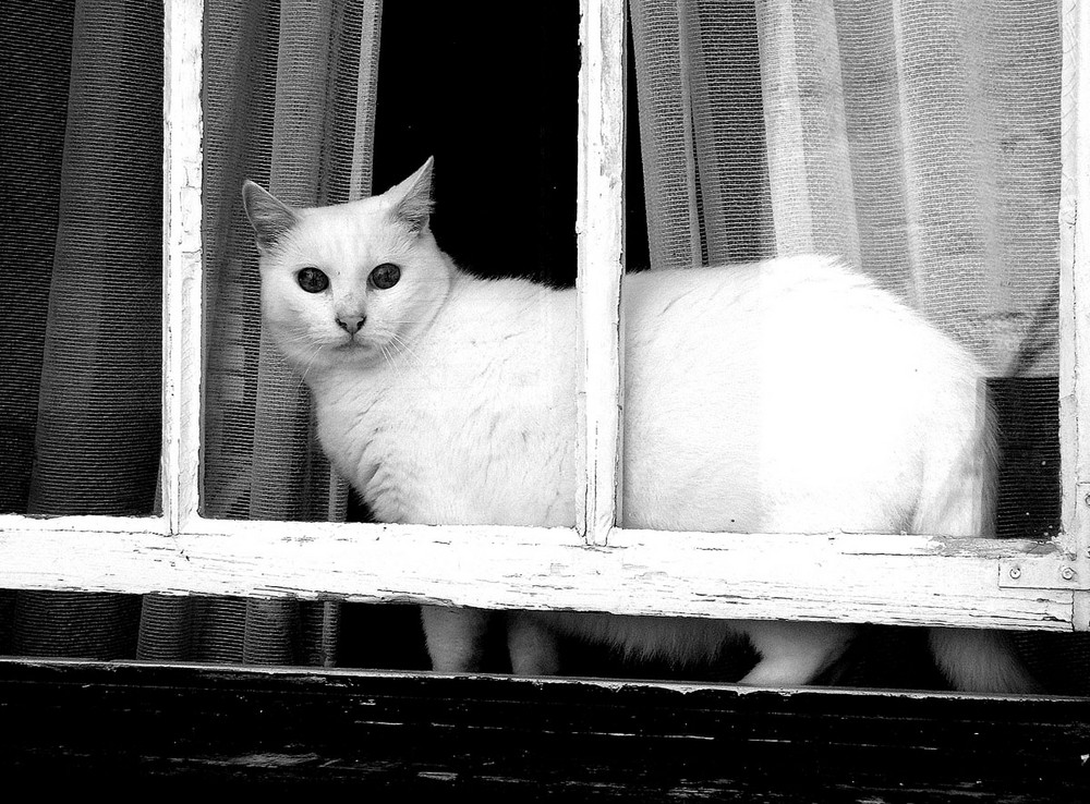 the white cat