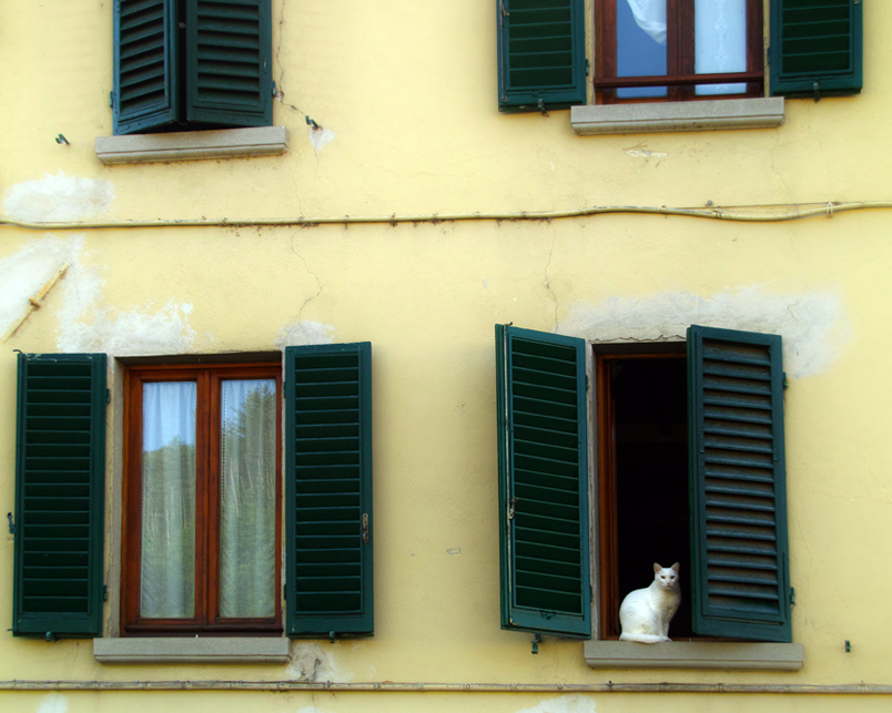 The white cat at the window