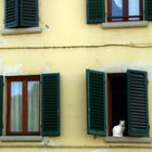 The white cat at the window