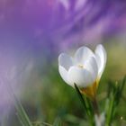 the white crocus