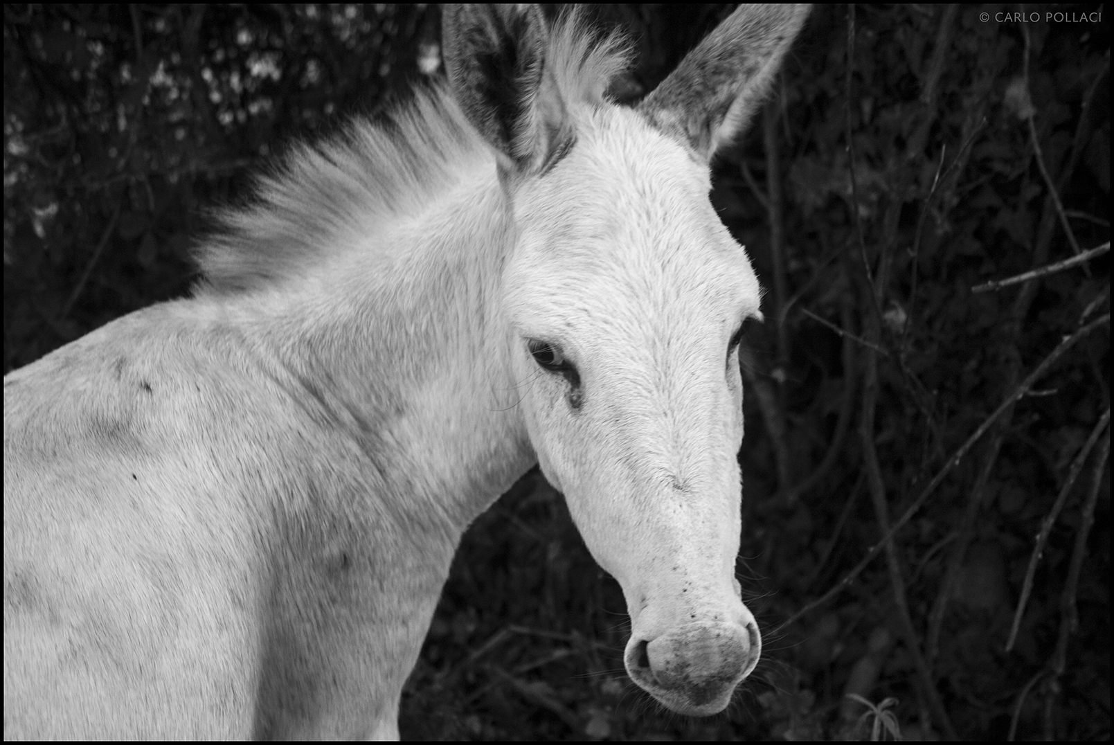 The white donkey