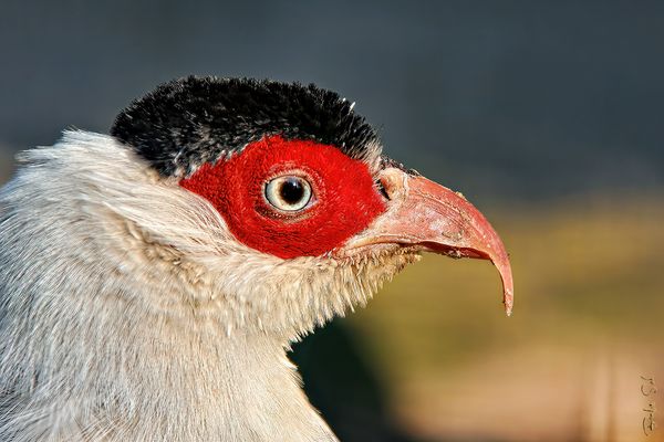 The White Eared Pheasant