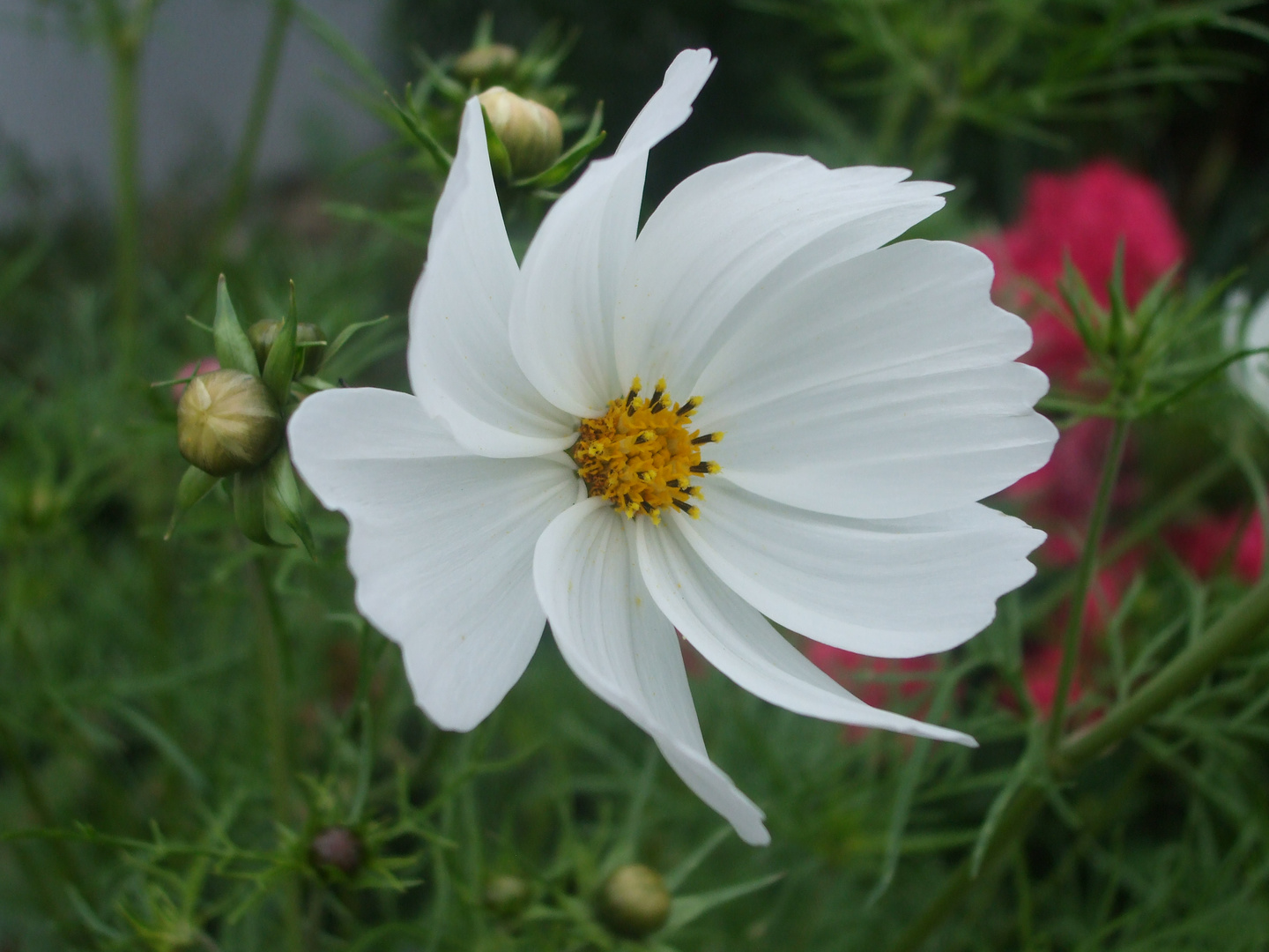 The White Flower