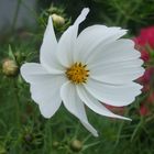 The White Flower