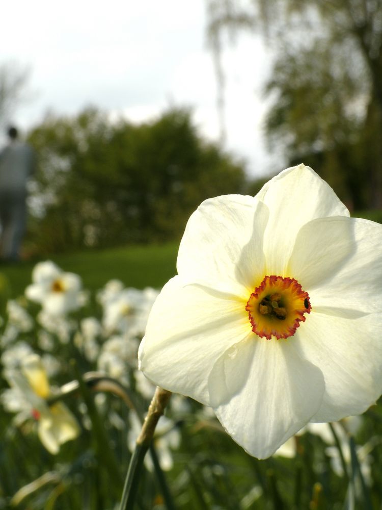 The white Flower von Julia Apitz 