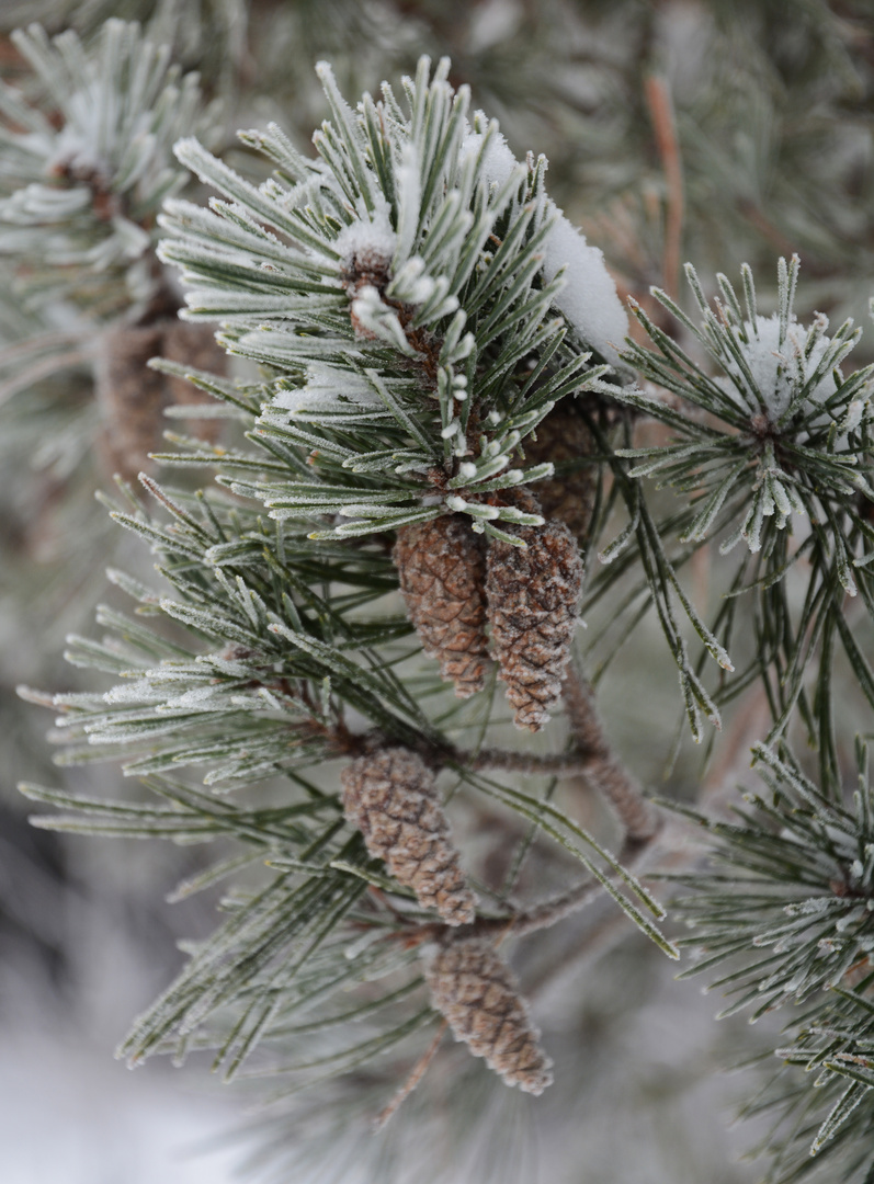 The white frosted pine