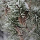 The white frosted pine