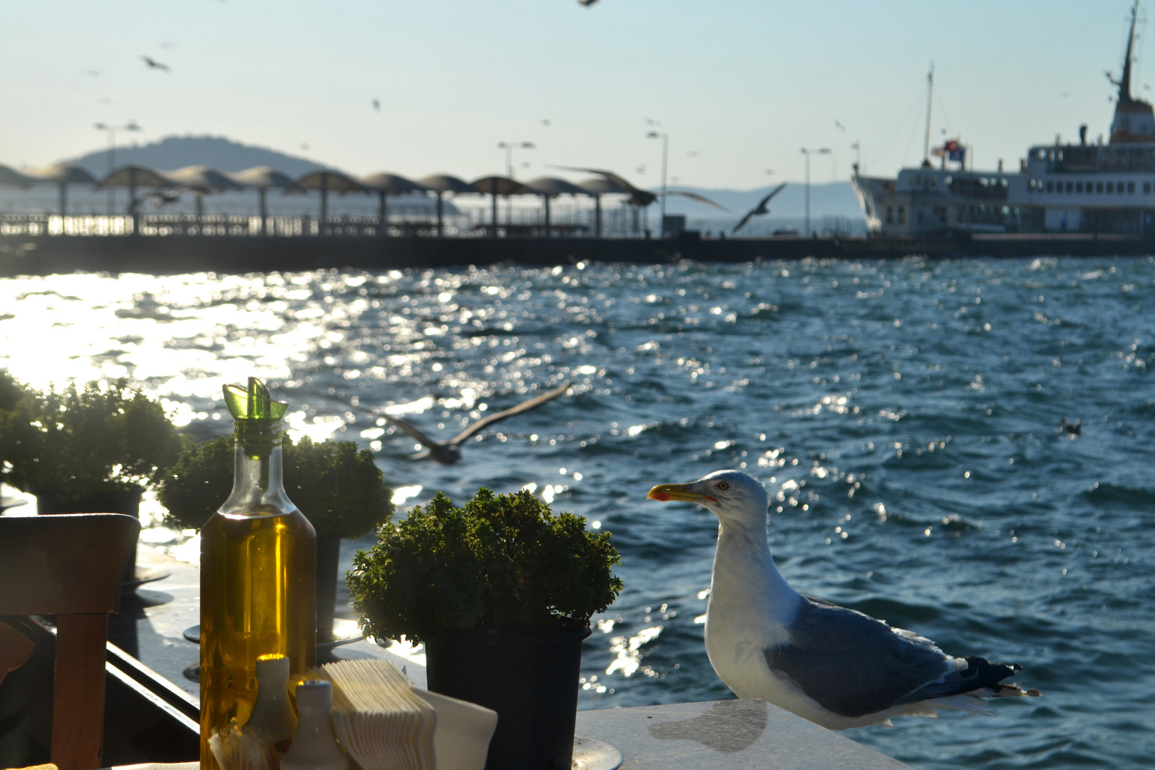 The White Gull in Istanbul