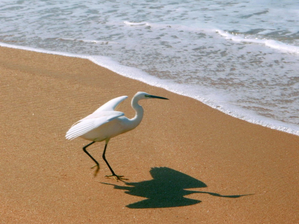 THE WHITE HERON