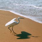 THE WHITE HERON