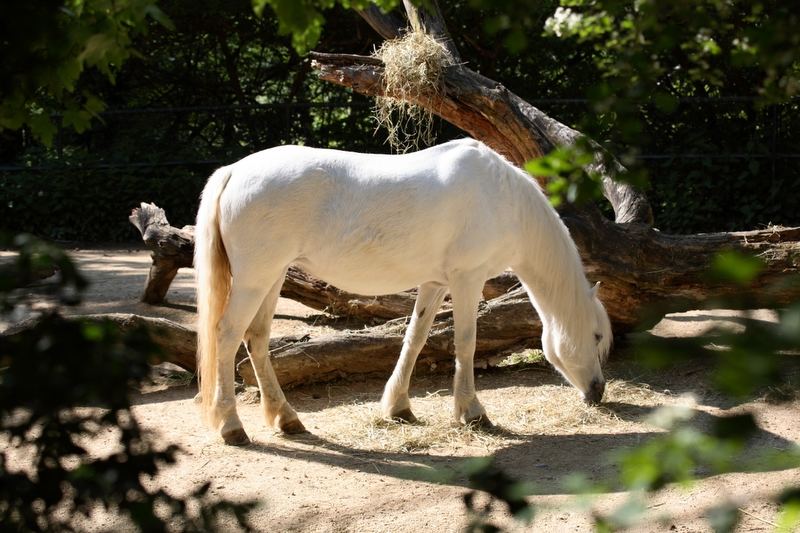 the white horse