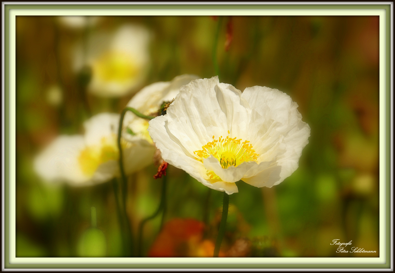 °°°° The white lady °°°°