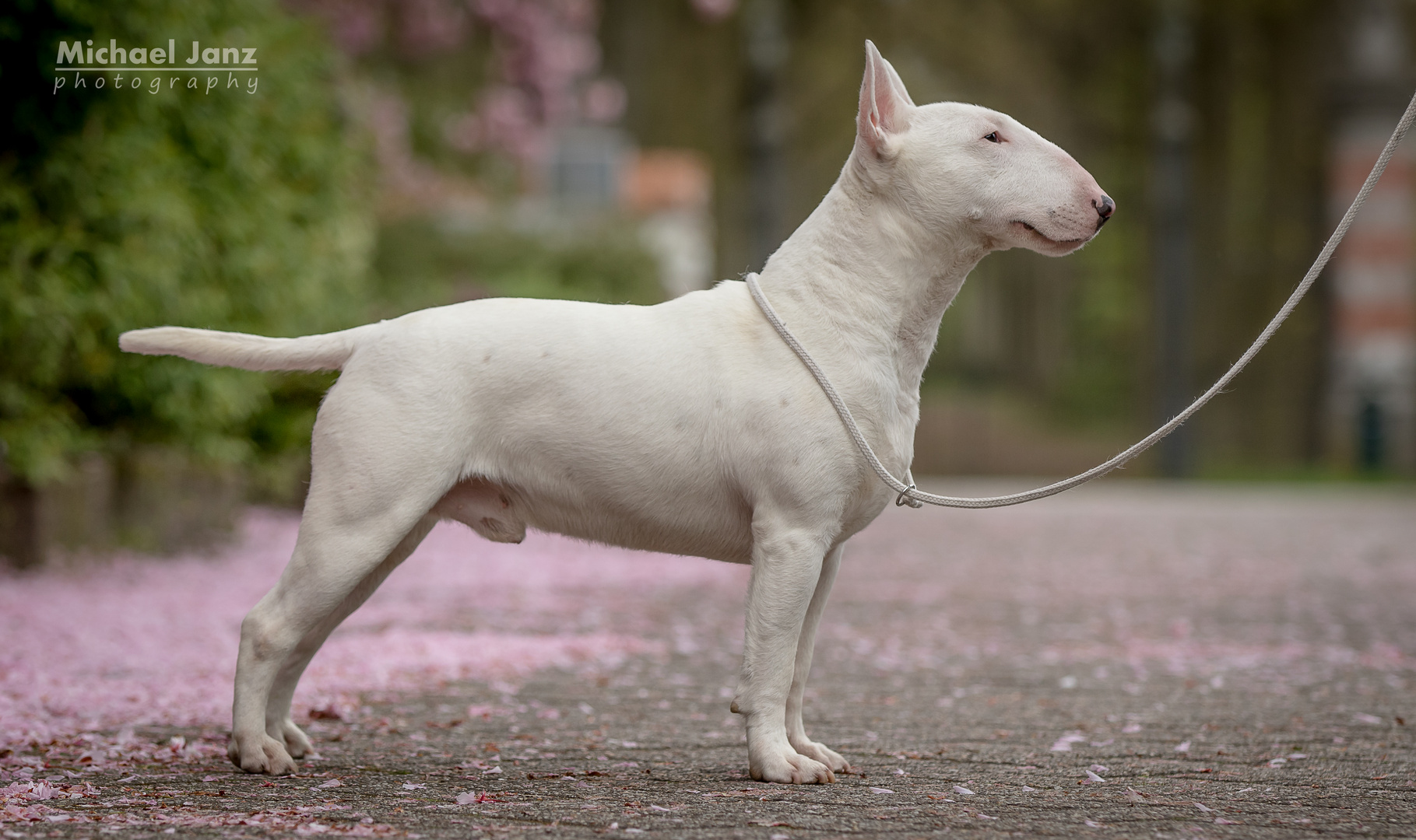 THE WHITE MINIBULLTERRIER