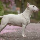 THE WHITE MINIBULLTERRIER