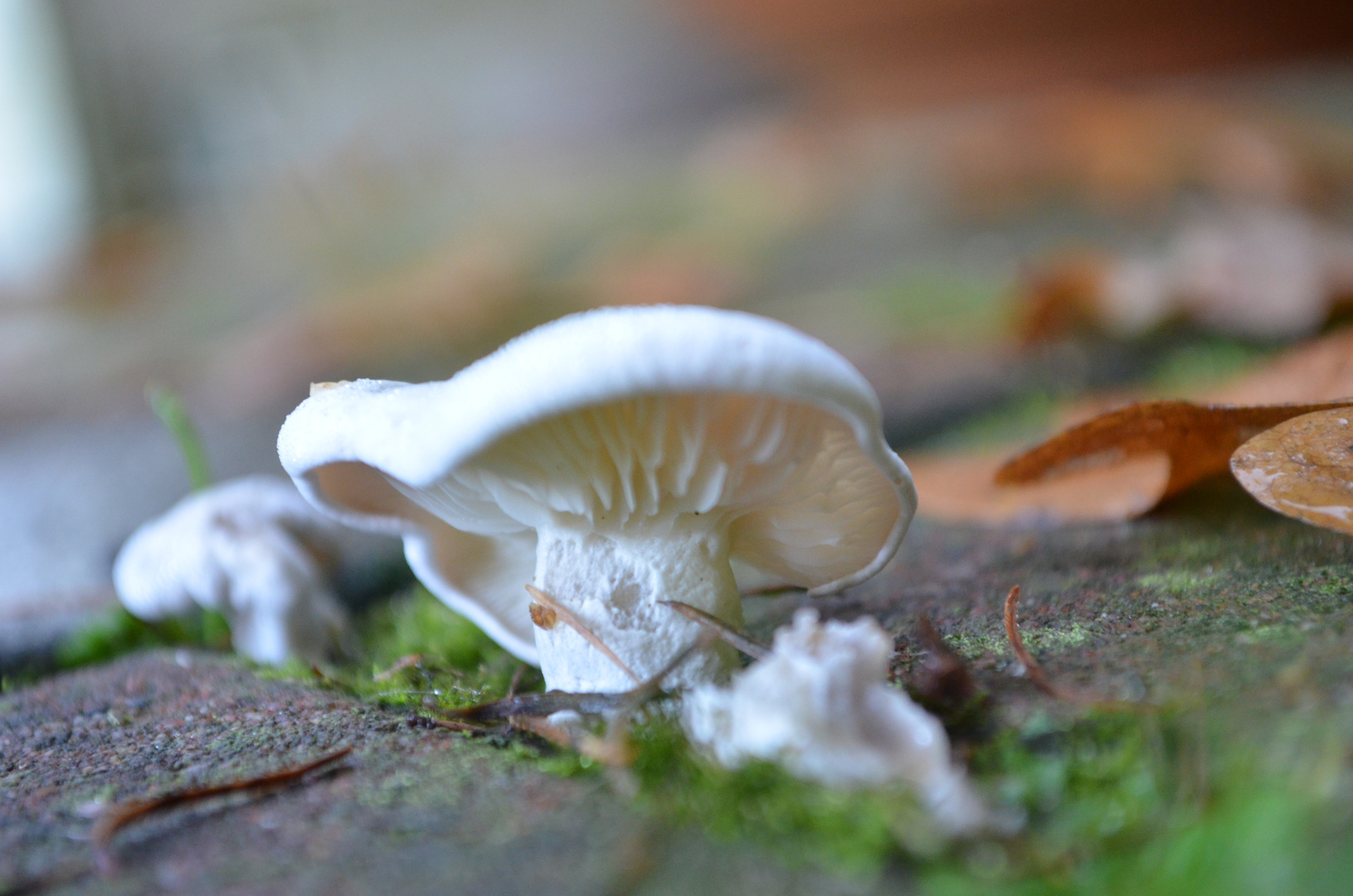 The white mushroom on the terrace