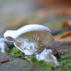 The white mushroom on the terrace