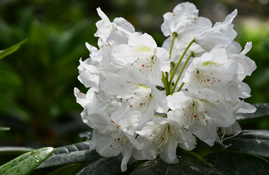 The white rhododendron flowers