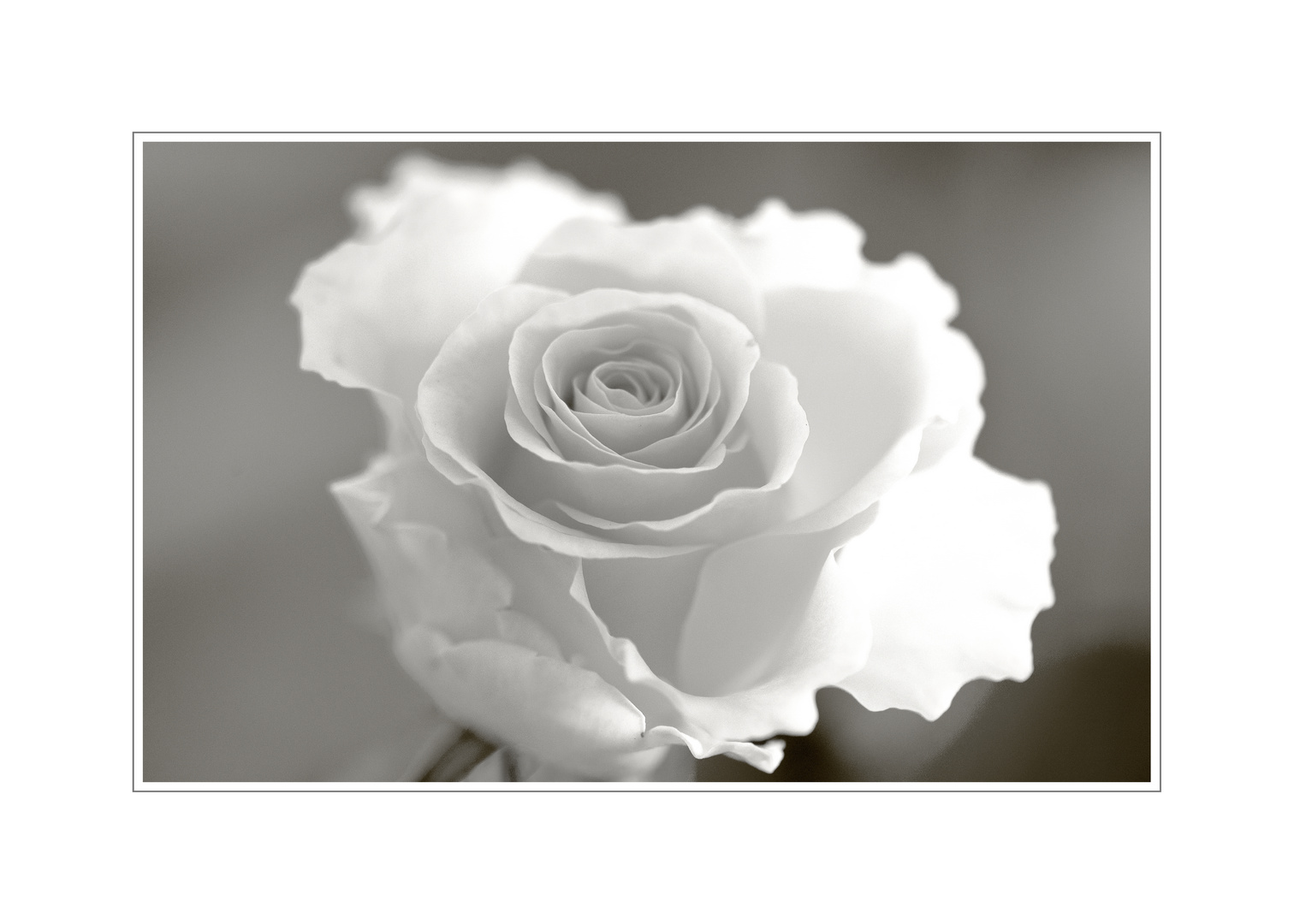 The White Rose