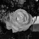 the white rose and the dark