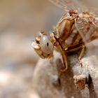 ~ The White-Striped White-Eyed ~ (Onychogomphus costae, m)