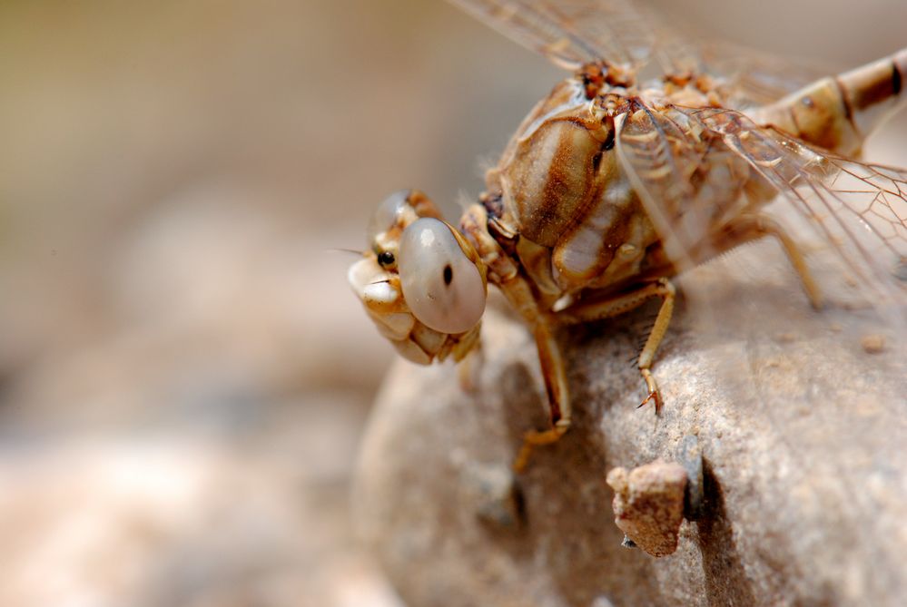 ~ The White-Striped White-Eyed ~ (Onychogomphus costae, m)