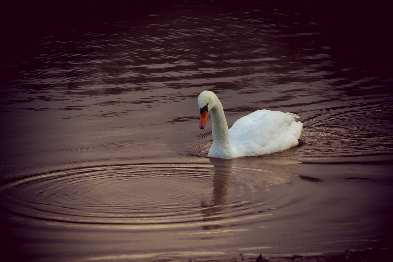 the white swan