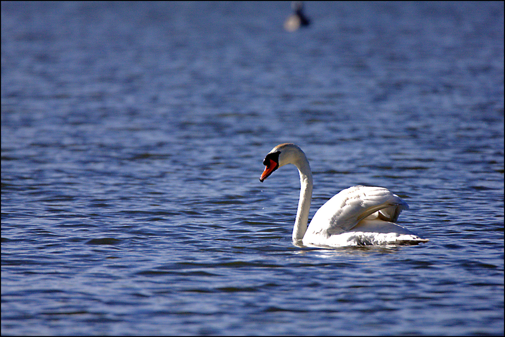 The white Swan