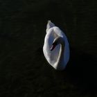 The White Swan From Black Sea