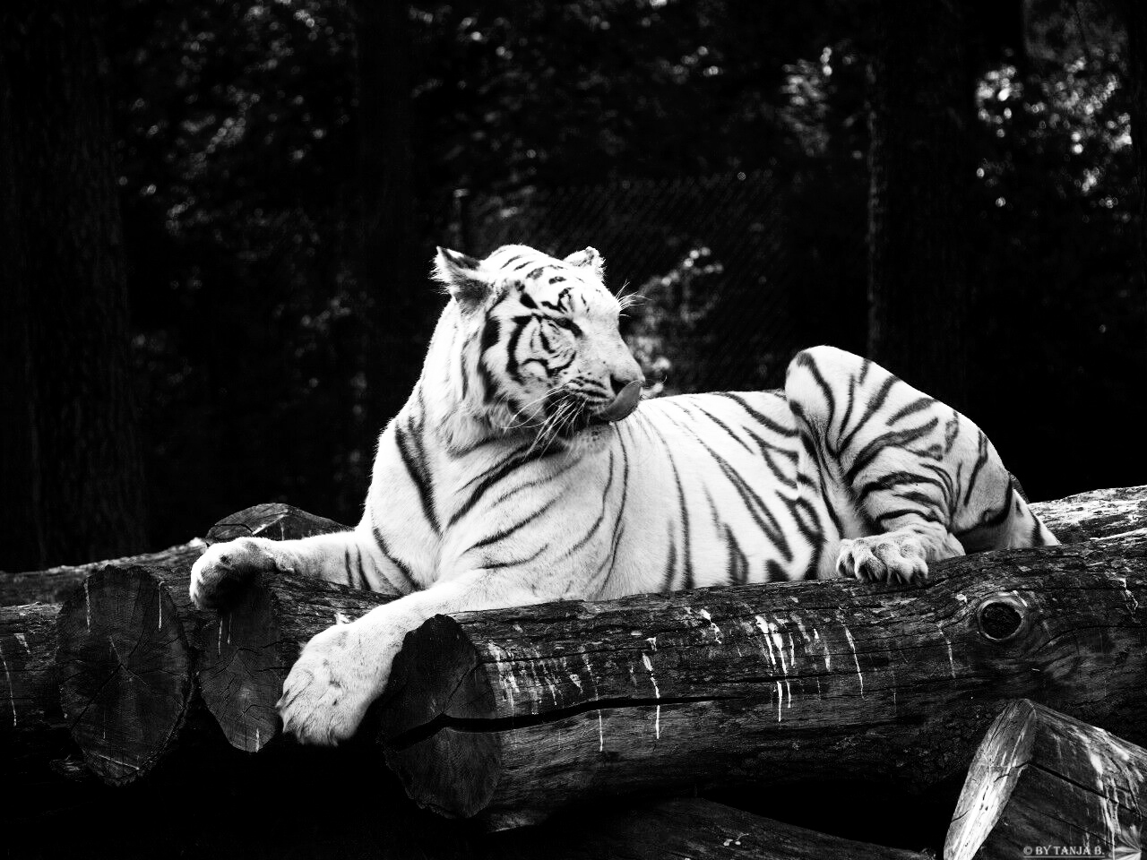 The White Tiger