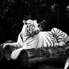 The White Tiger