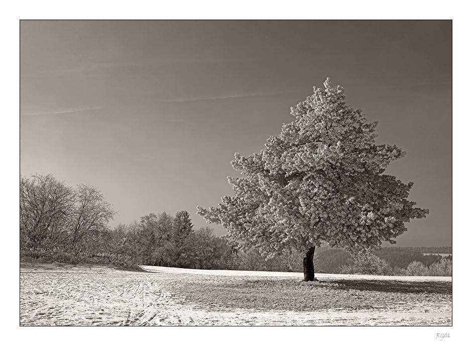 "The White Tree"