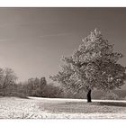 "The White Tree"