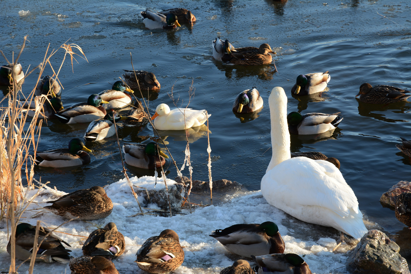 The white wild duck with the swan and another wild ducks