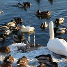 The white wild duck with the swan and another wild ducks