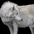 the white wolf