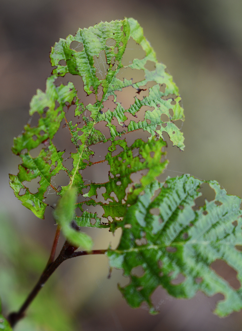 The wholes on leaf