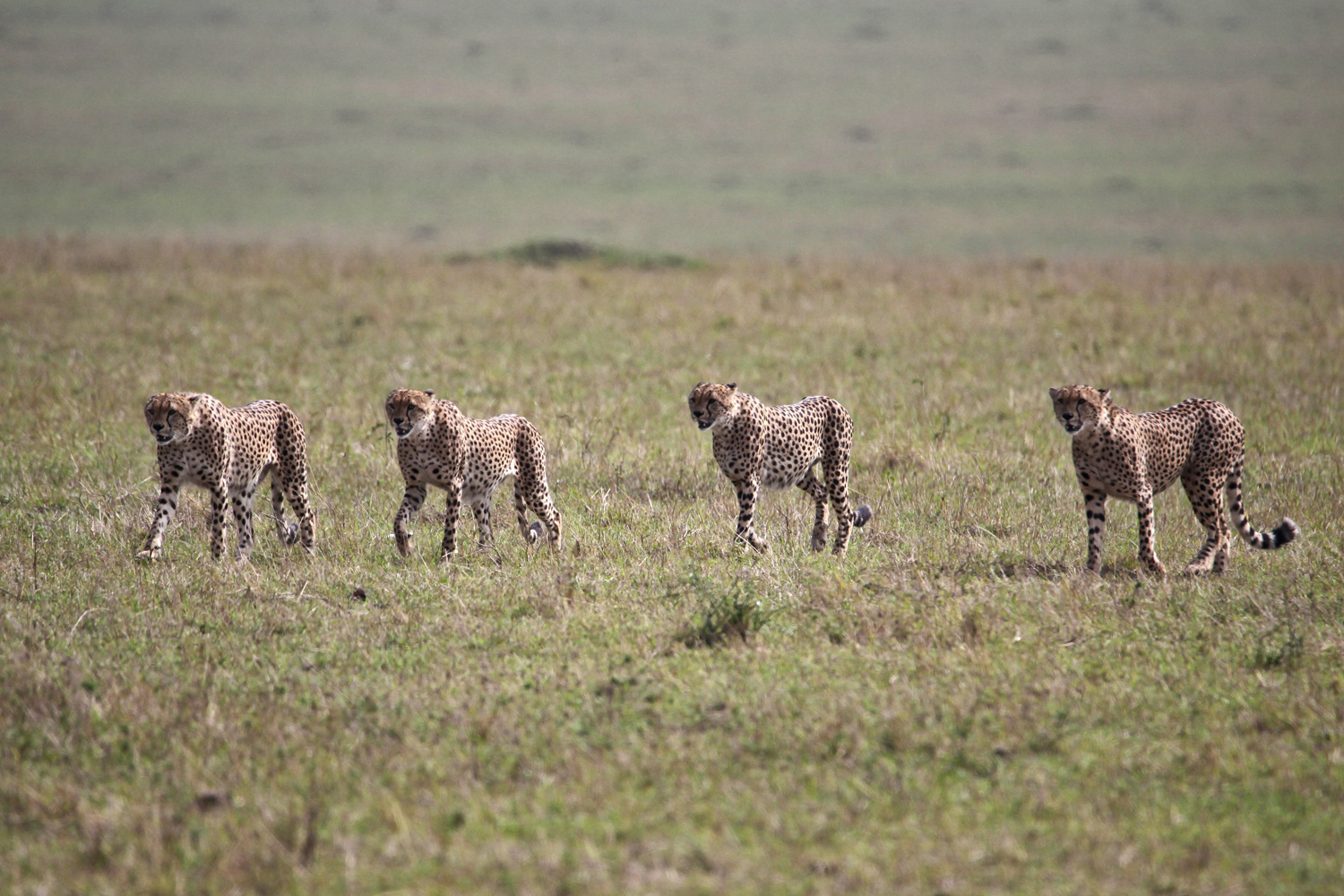 The wild bunch