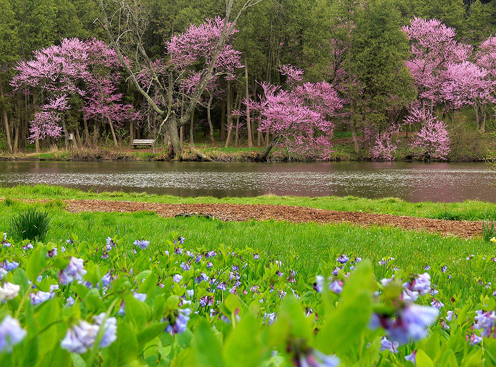 The wild colors of spring