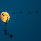 The wild Geese and the Moon