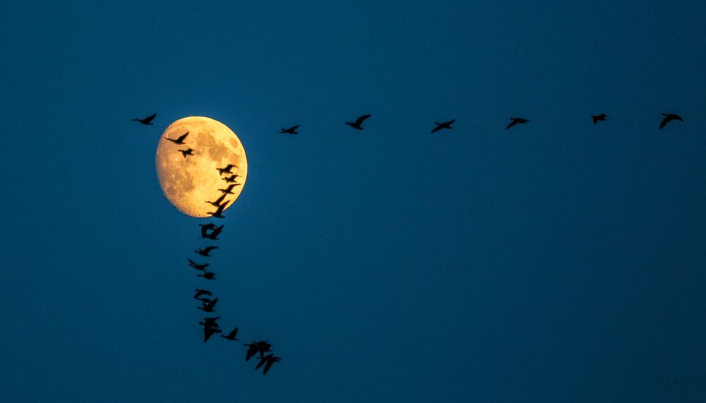 The wild Geese and the Moon