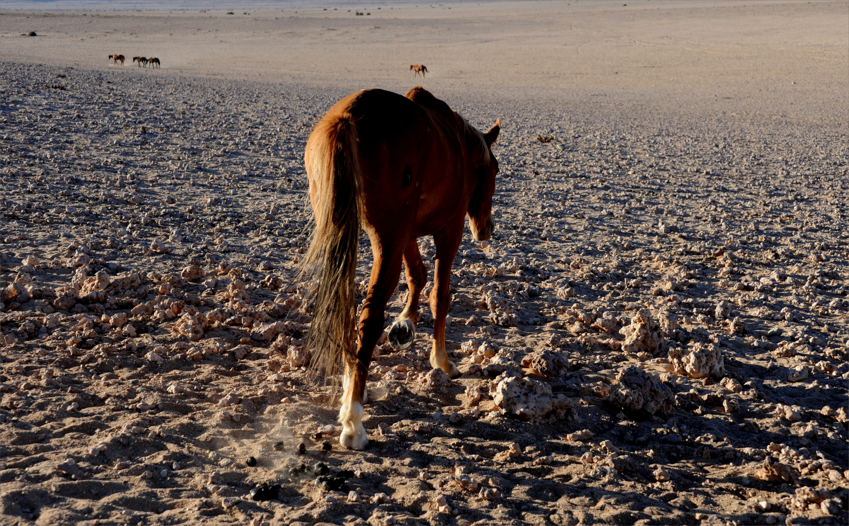 the wild horses at Aus, Namibia