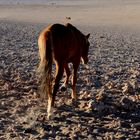 the wild horses at Aus, Namibia