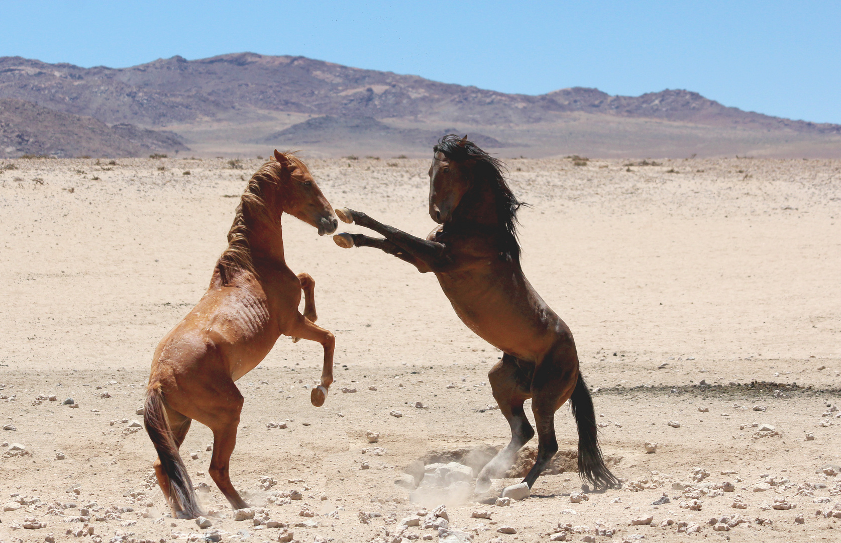 The Wild Horses of the Namib