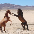 The Wild Horses of the Namib