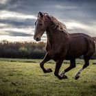 the wild mare