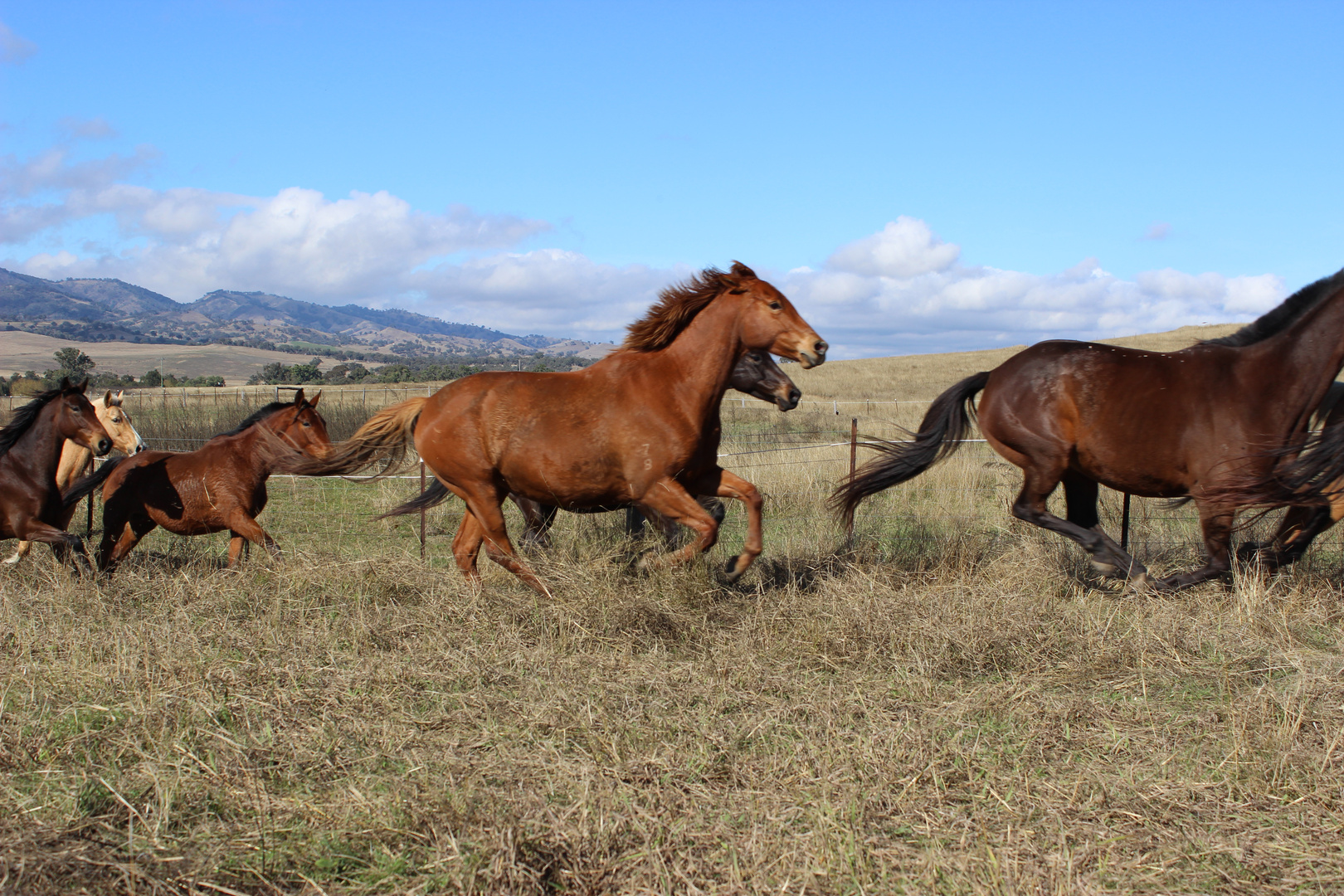 The Wild Ones.