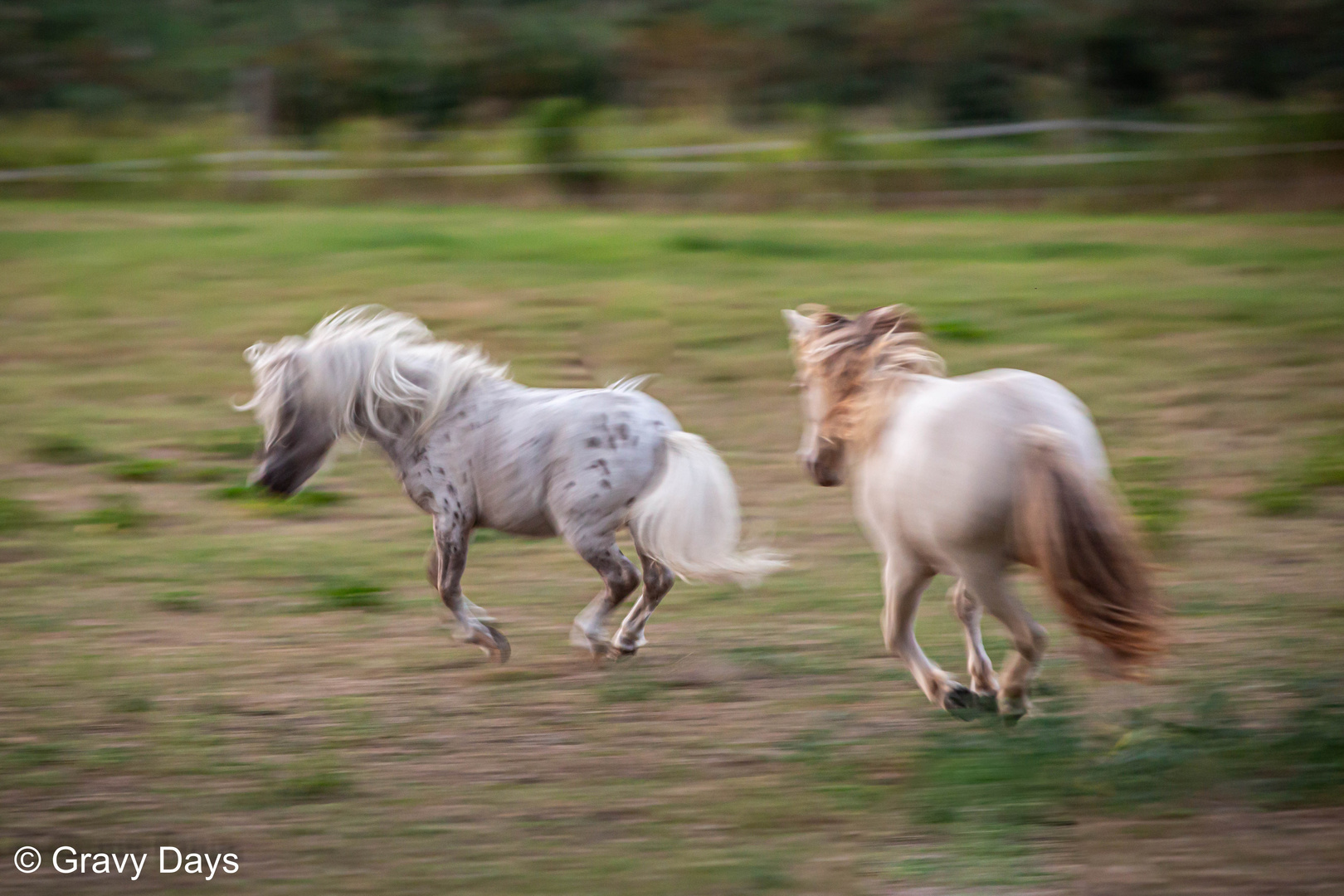 The wild ones