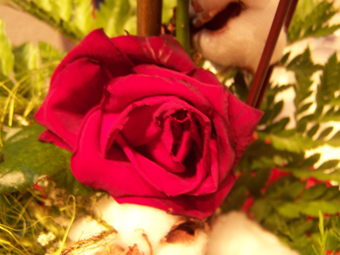 The Wild Red Rose
